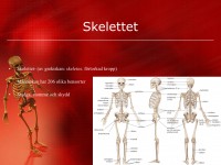 /album/skelettet/a6-skelettet-004-jpeg/
